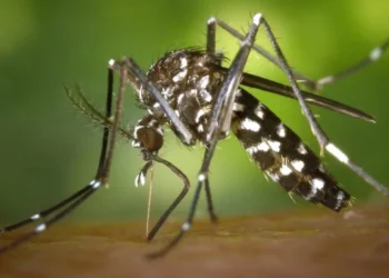 surto de dengue, avanço da doença, bactéria Wolbachia